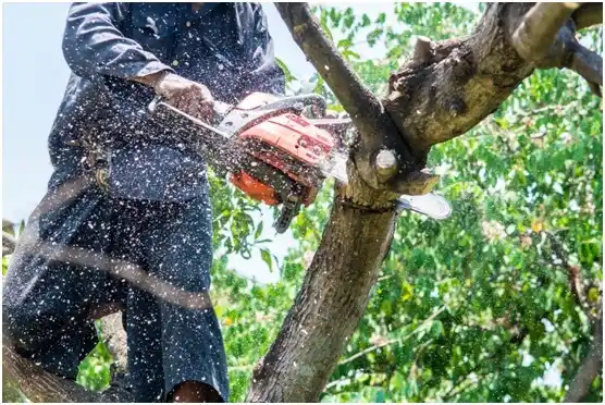 tree services Lochsloy